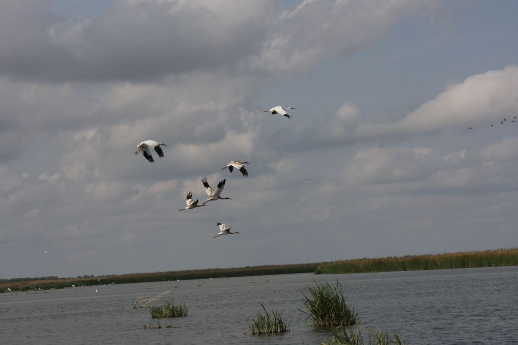 молодые-пти-цы-в-полете