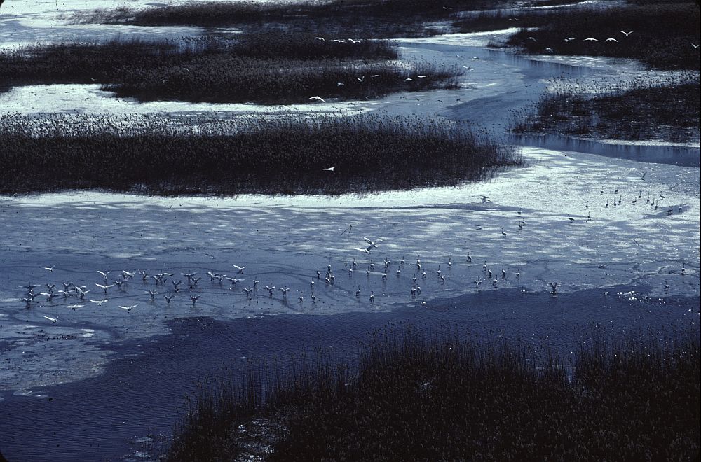 фоторусанова