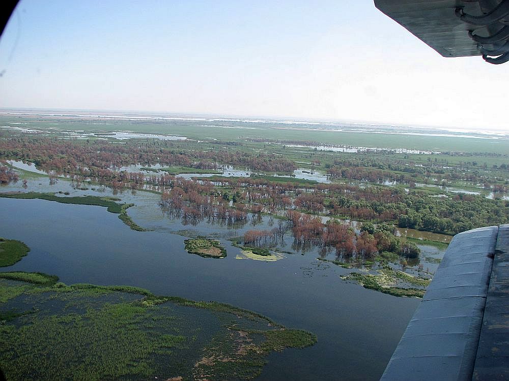 лес-вдоль-Старой-Протоки
