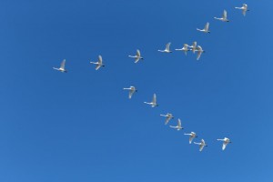 лебеди-летят