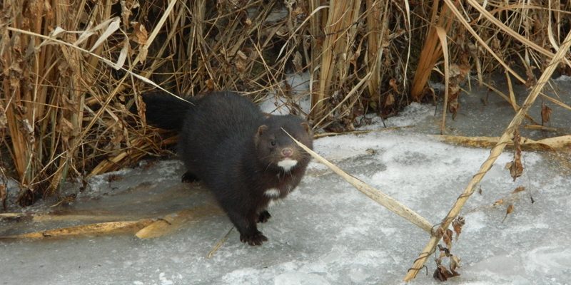 Американская-норка-копия