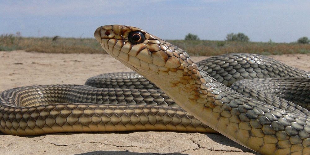 Тем, кто не боится змей, в Новом году обязательно повезет! – Астраханский  биосферный заповедник