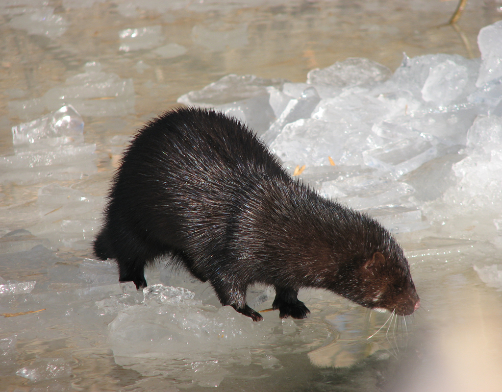 Американская норка_Кашин АА