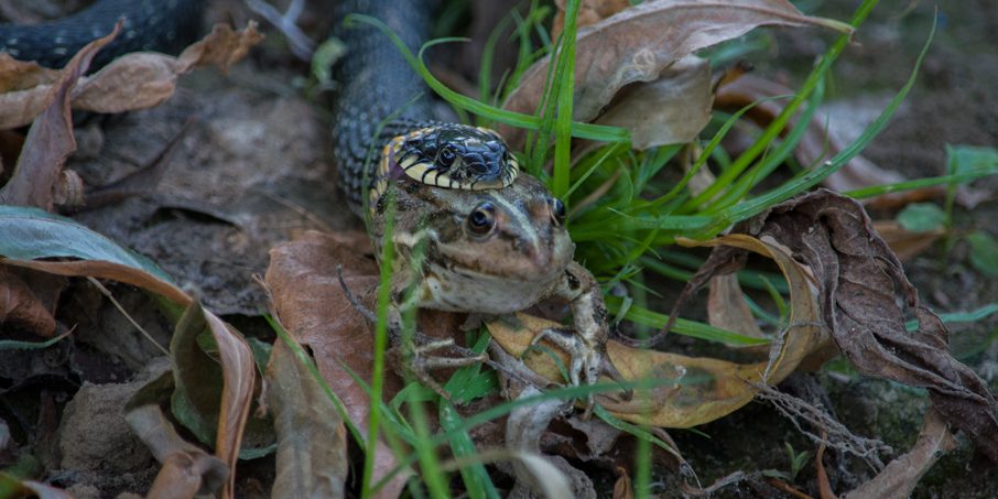уж обыкновенный (Фото Кашин А.А.)