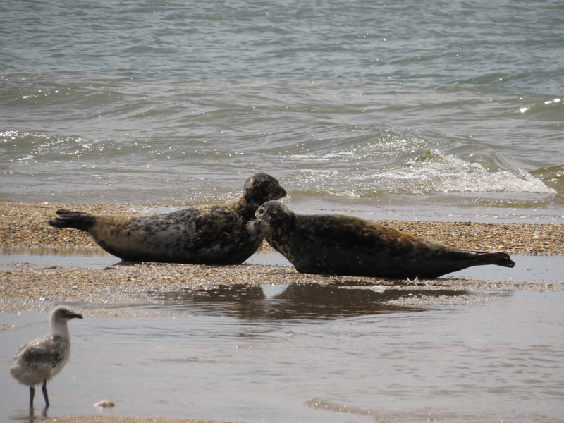 Жемчужный 2014 476 копия