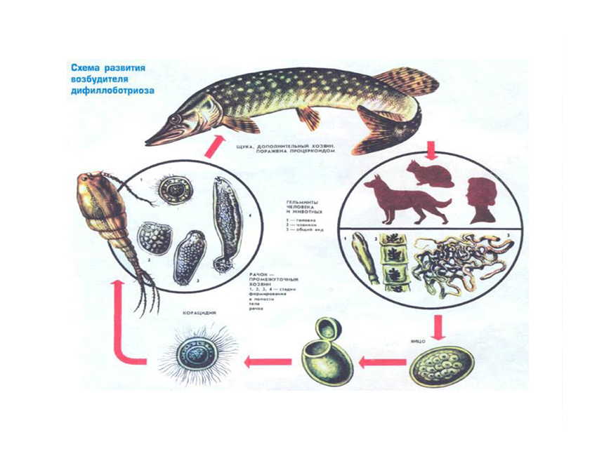 дифиллоботриум