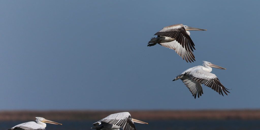 пеликаны летят_Полонский