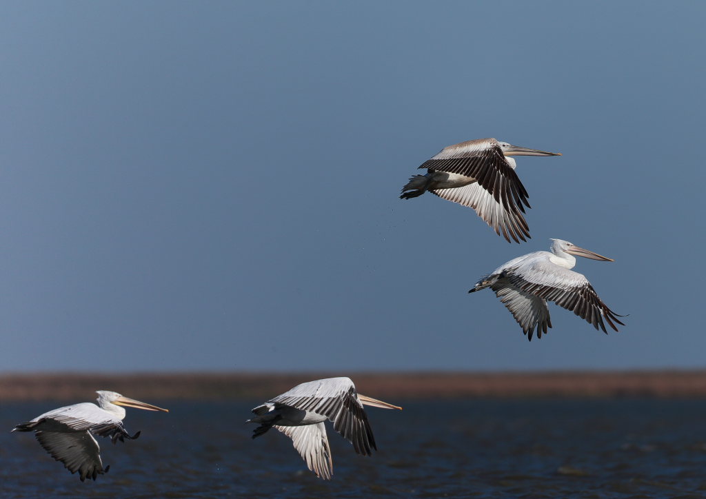 пеликаны летят_Полонский