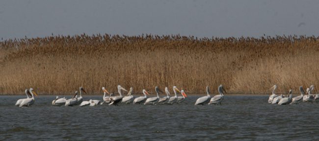15.04.2015_пеликаны2_болезнь_ Дамчик 071копия