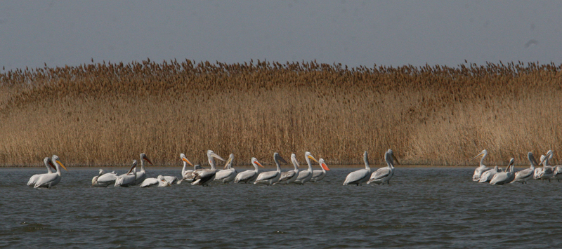 15.04.2015_пеликаны2_болезнь_ Дамчик 071копия