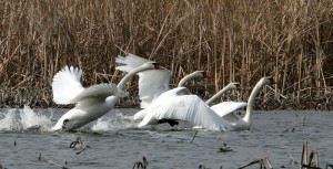 Лебеди шипуны фото Г.М. Русанова