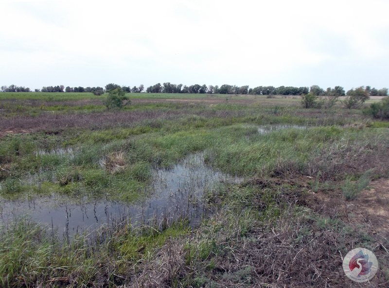 Полои за 1 к. 28 мая (3) копия