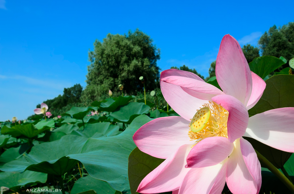 лотос для сайта Фотография Алексея Беляева Arzamas.by