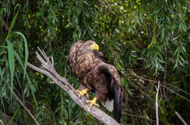 Орлан белохвост. Фото Алексей Кашиин