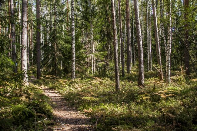 маракуйя лес