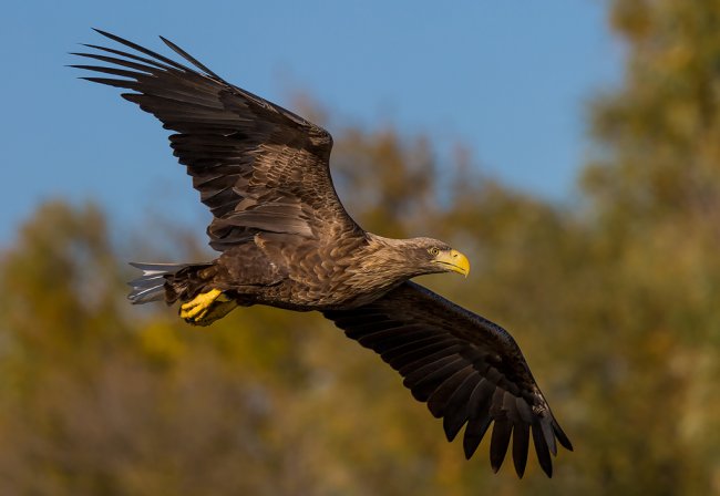 Орлан-белохвост (фото: С.Савви)