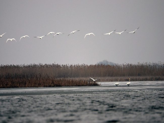 Мещерякова, Перковский (1)