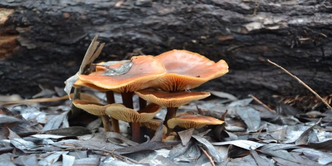 Перковский, Мещерякова (2)