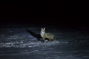 Обыкновенная лисица