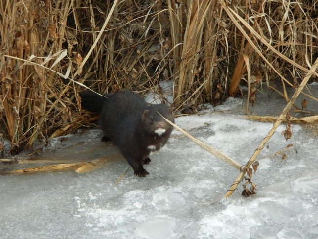 американская норка