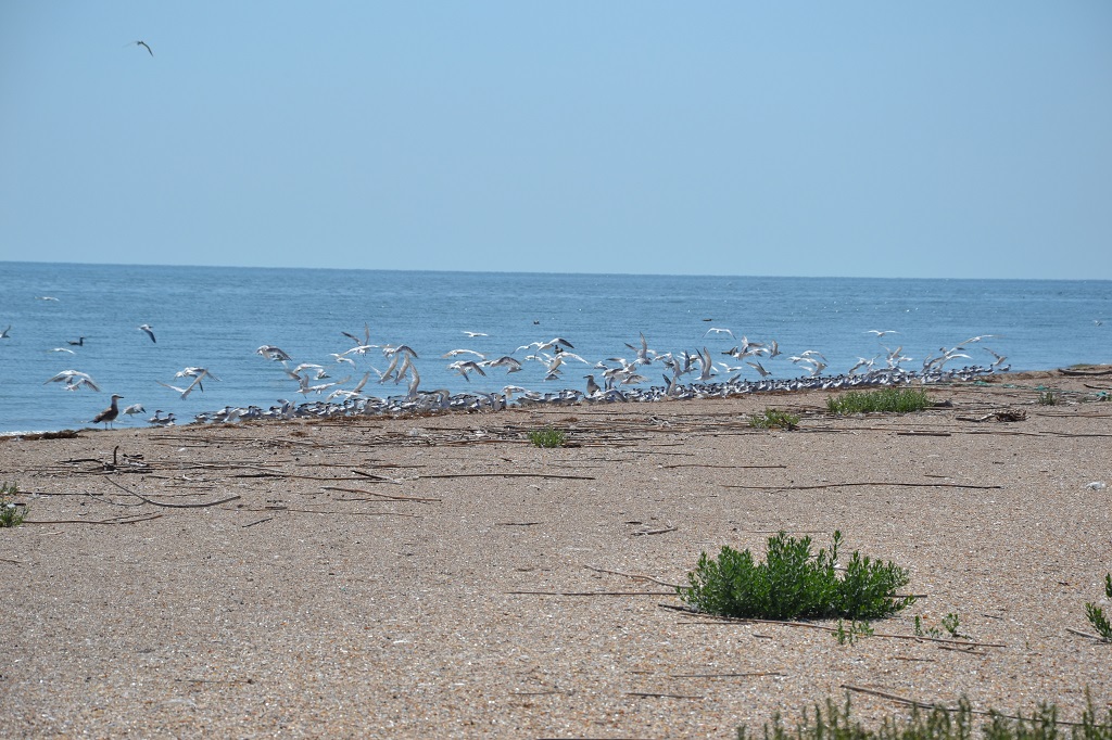 Каспийское море в астрахани фото