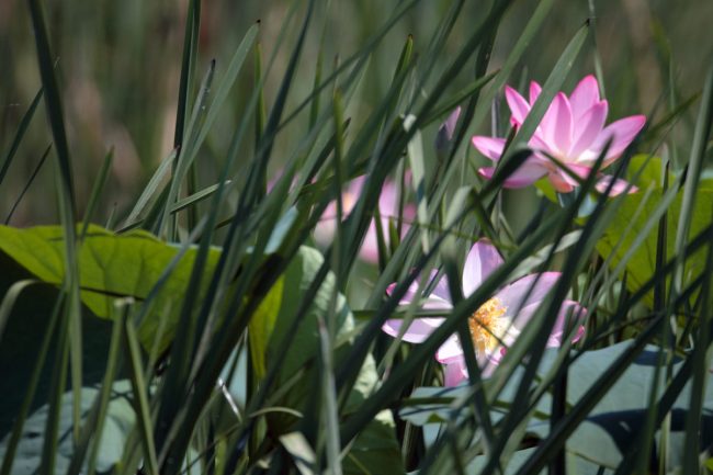 лотос в рогозе_фото Полонский Е