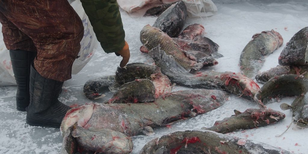 КАшин Анатолий незаконный лов рыбы 13 02 2017 (4)