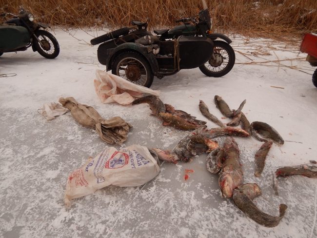 Незаконно добытая рыба с применением транспортных средств