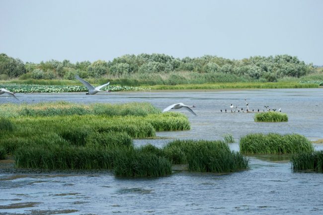 Авандельта
