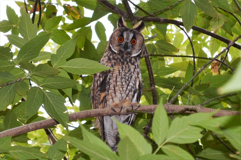ареал ушастой совы. астрахань филины. астрахань филины. астрахань филины. совы в астраханской области.