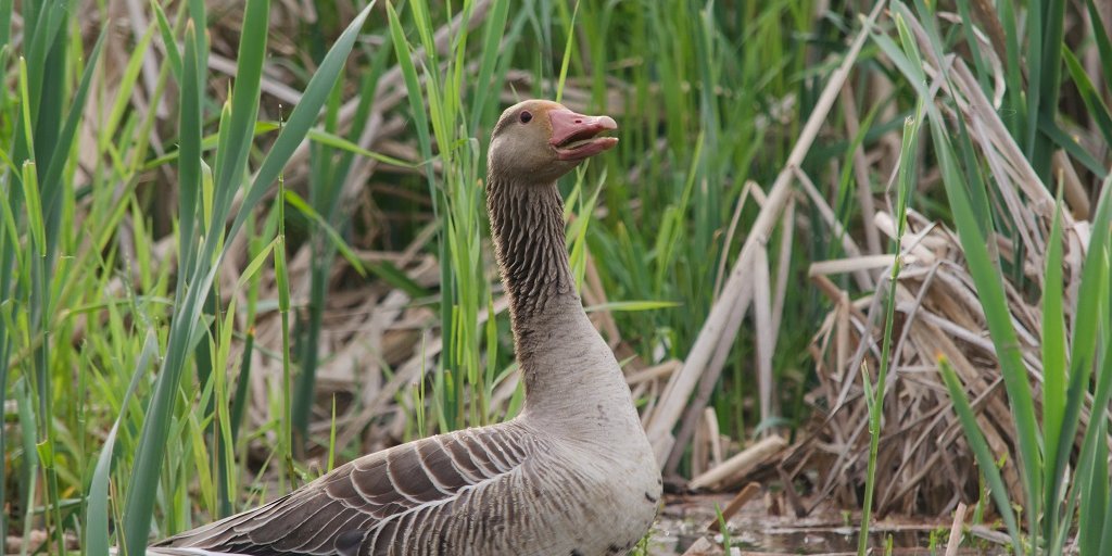 Серый гусь фото Кашина АА