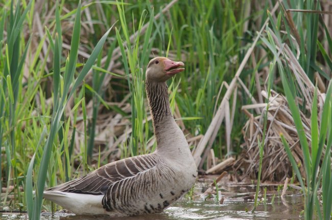 Серый гусь фото Кашина АА
