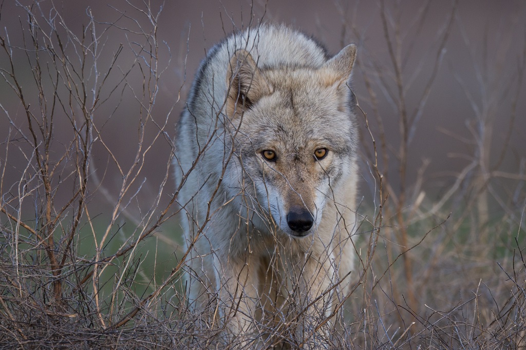 Волчица – Астраханский биосферный заповедник