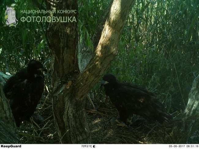 p_prev_3036_1511595314