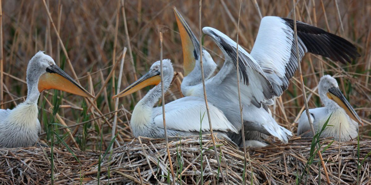 Кудрявый пеликан, Евгений Полонский