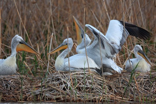 Кудрявый пеликан, Евгений Полонский