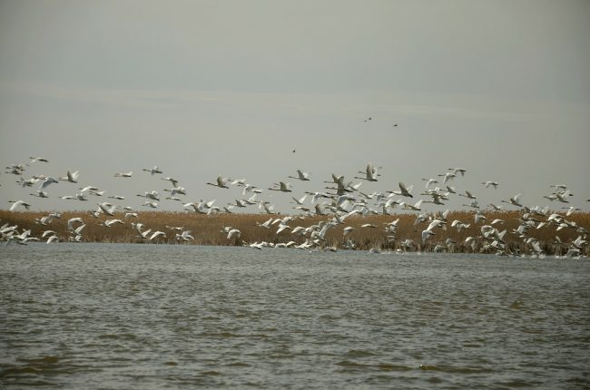 Лебеди-кликуны