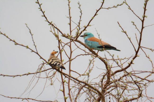 Удод (слева) и сизоворонка (справа) – типичные обитатели остепненных районов, Наталья Мещерякова
