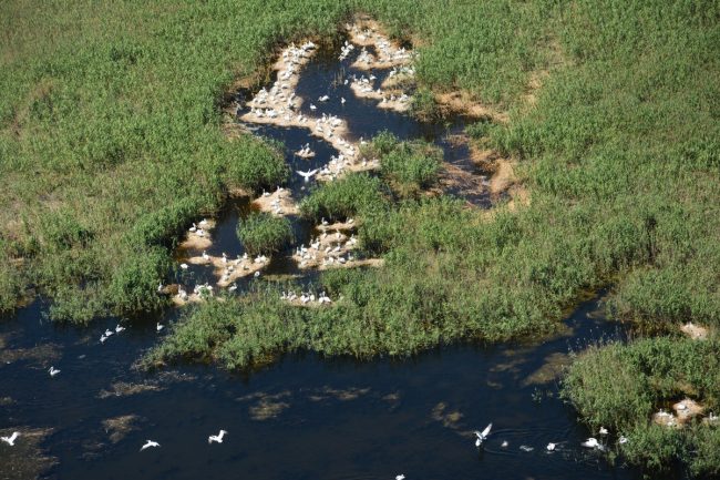 Колония в охранной зоне заповедника пеликанов