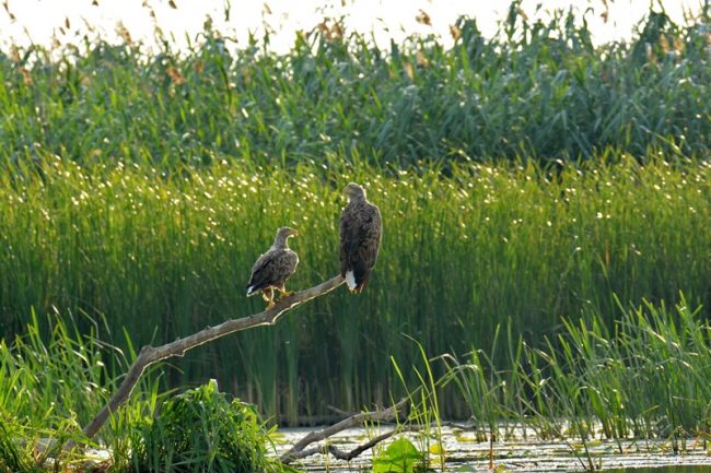 Орлан-белохвост.