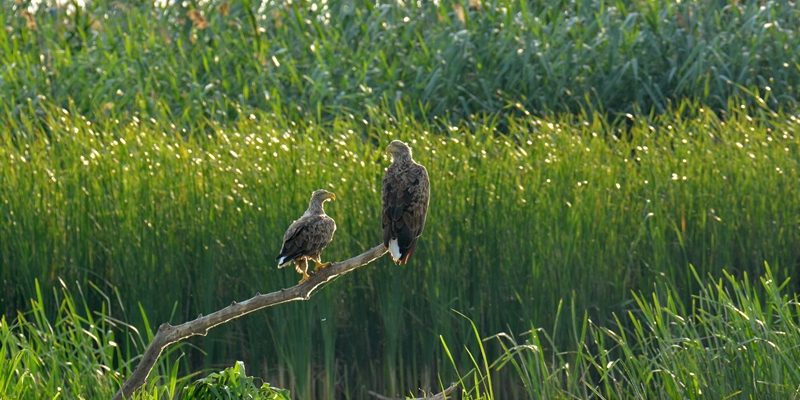 Орлан-белохвост.