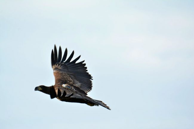 Орлан с передатчиком в полете