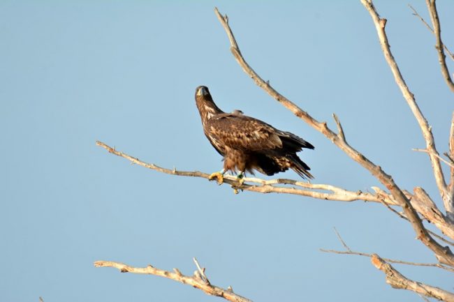 окльцованный орлан с передатчиком