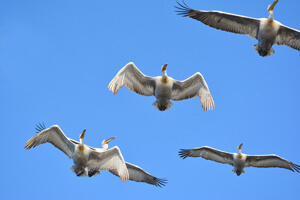 Кудрявые пеликаны в полете