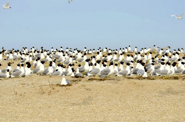 Жемчужный колония