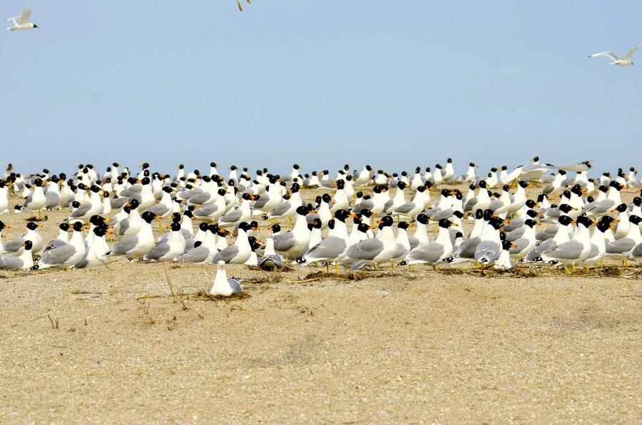 Жемчужный колония