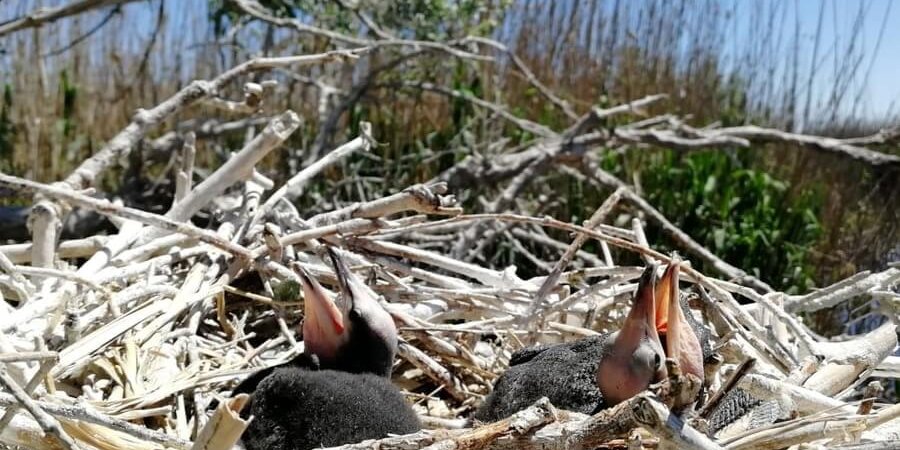 imgonline-com-ua-Resize-LIBaLRntSylo2