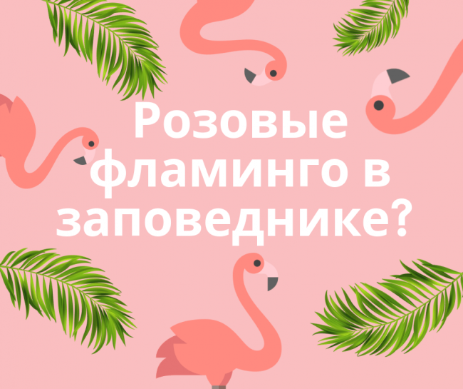 Розовый фламинго_