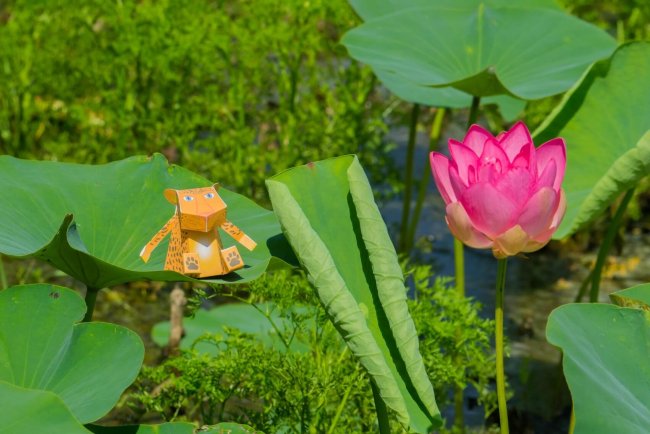 Путешествие #лео