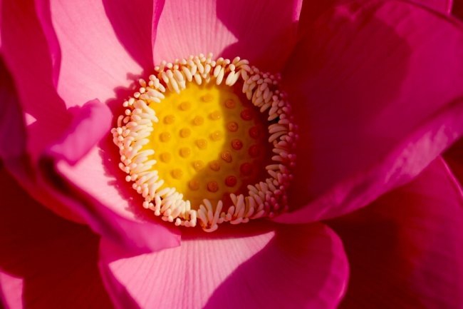 Лотос. Фото Алёна Рыжова.